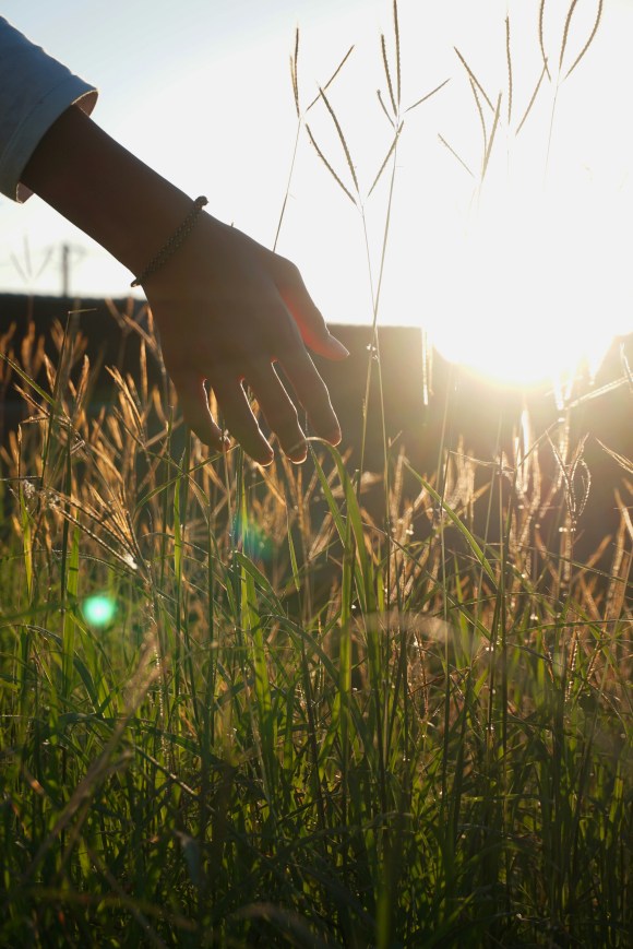 main sur un champs de plantes avec lumière du soleil à l'horison