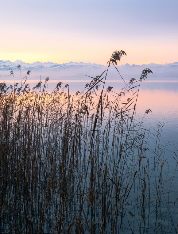 lac avec brins d'herbes courbées dans l' eau (tons orangers et bleutés) Sur le fond, une montagne enneigée.