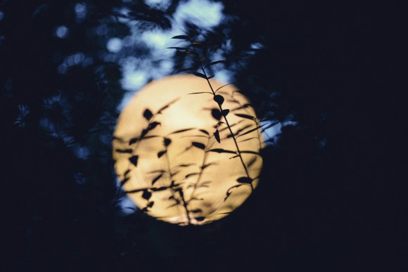 Feuilles d'arbres devant la pleine lune